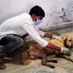 Animal Rescue Mission 2026