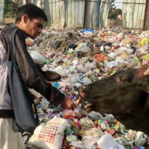 Help & Support Animals 2026